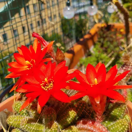 Carola's Terrace / La Terrazza Di Carola *